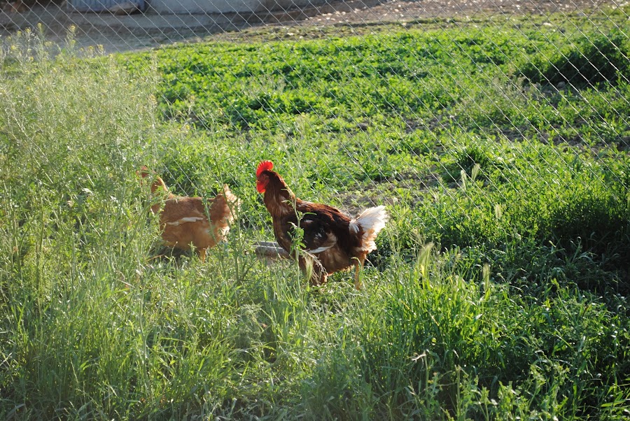 Carnes Del Corral S.L.